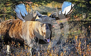 Moose Bull in Alaska