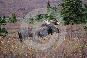 Moose bull in autumn landscape in Alaska