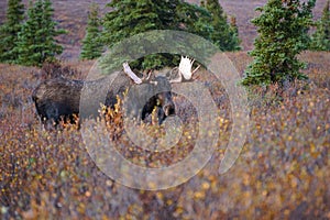 Moose bull in autumn landscape in Alaska