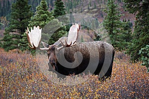 Moose bull in autumn landscape in Alaska