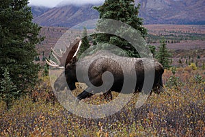 Moose bull in autumn landscape in Alaska