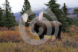 Moose bull in autumn landscape in Alaska