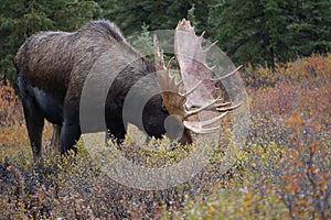 Moose bull in autumn landscape in Alaska