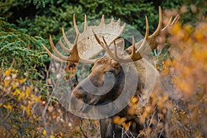 A moose bull in Denali NP, Alaska