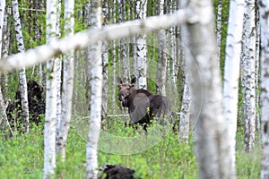 Moose. Bull Moose Eurasian Elk In A Birch Forest. Wildlife Scene From Belarus. Moose, Standing In The Grass Among Birch Forest.
