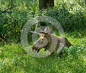 Moose bull is resting in meadow. Germany, Baden Wuerttemberg, Europe