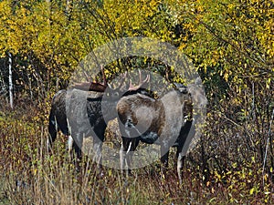 Moose bull sniffing on the bottom of a grazing cow in rutting season in autumn in Jasper National Park, Alberta, Canada.