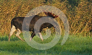 Moose bull walking