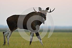 Moose bull walking