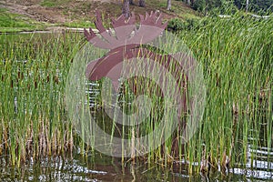 Moose in Bulrushes photo