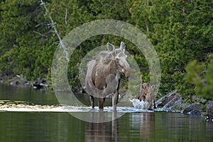 Moose and calf