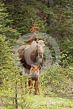 Moose and calf