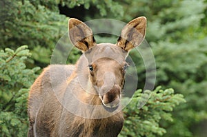 Moose Calf