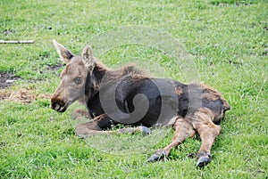 Moose Calf