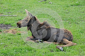 Moose Calf