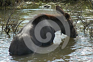 Moose calf