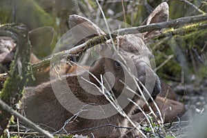 Moose calf