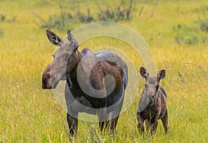 Moose Calf Alert Next to Mother