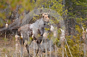 Moose calf in Algonquin Park