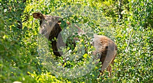 Moose Calf Attempts To Hide In The Bushes Along Jenny Lake Trail