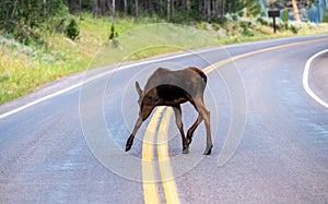 Moose Calf Crosses Double Yellow Line With Caution