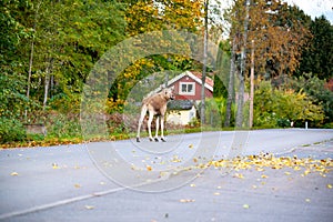 Moose calf crosses the road in Hallabrottet Kumla Sweden