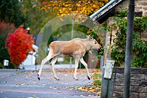 Moose calf crosses the road in Hallabrottet Kumla Sweden