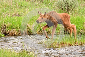 Moose Calf Crossing Stream