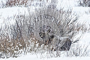 Moose Calf Feeding