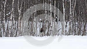 Moose calf feeding from birch trees in winter nature