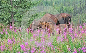 Moose & Calf Feeding on Fireweed