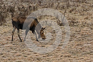 A Moose Calf Grazing in a Meadow