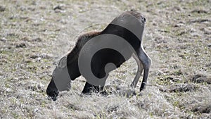 A moose calf grazing in a meadow