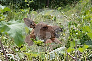 Moose calf laying down eating grass