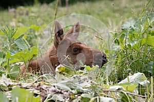 Moose calf laying down in the grass resting