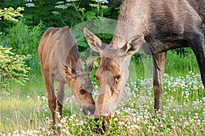 Moose Calf with Mom