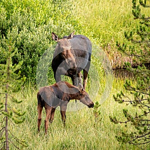 Moose Calf and Mother Graze in Green Field in early morning