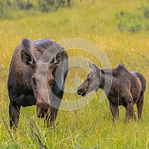 Moose Calf and Mother Graze Together