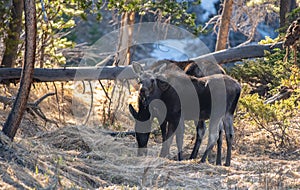 A Moose Calf and Mother Grazing in a Meadow