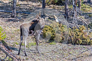 A Moose Calf Roaming in the Mountains in Spring