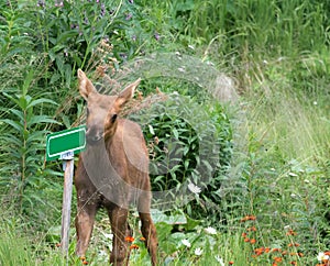 Moose calf rubbing cheek