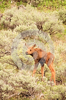 Moose Calf in Sagebrush