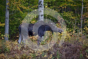 Moose Calf, Side View