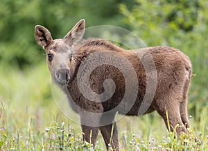 Moose calf standing in a green field