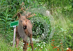 Moose Calf standing next to green sign