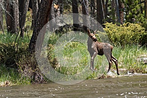 Moose calf in stream