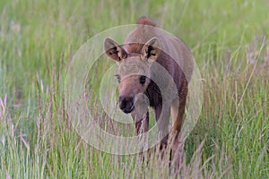 Moose Calf in Tall Grass. Shiras Moose in Colorado. Shiras are the smallest species of Moose in North America