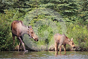 Moose and Calf Wonder Lake