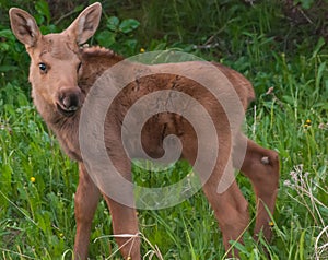 Moose Calf