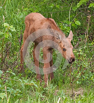 Moose Calf